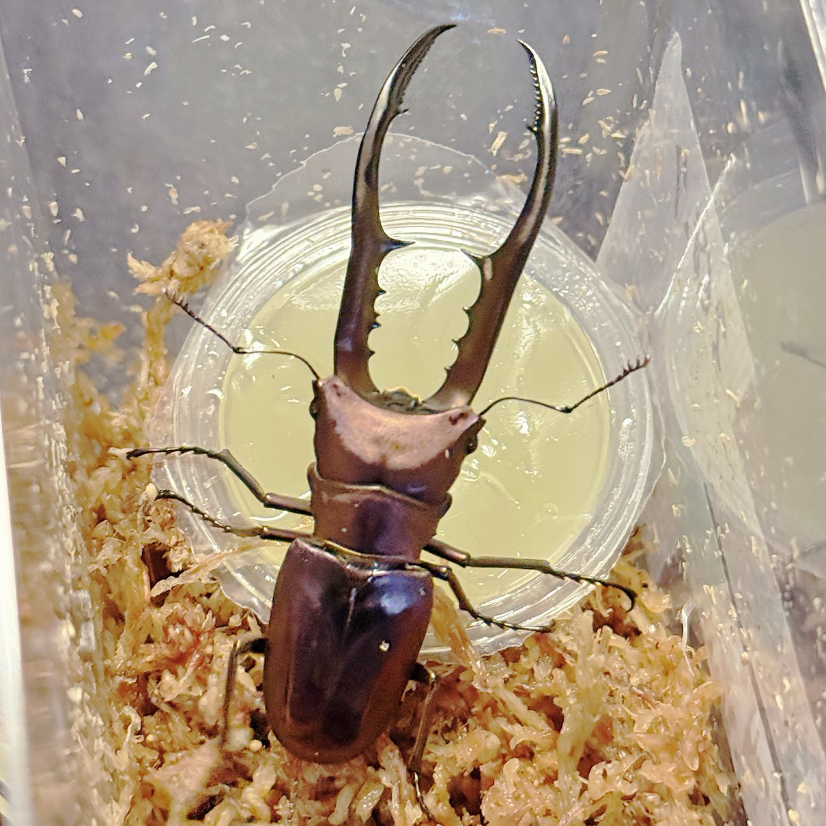 ノリス@ Insect Lovers on X