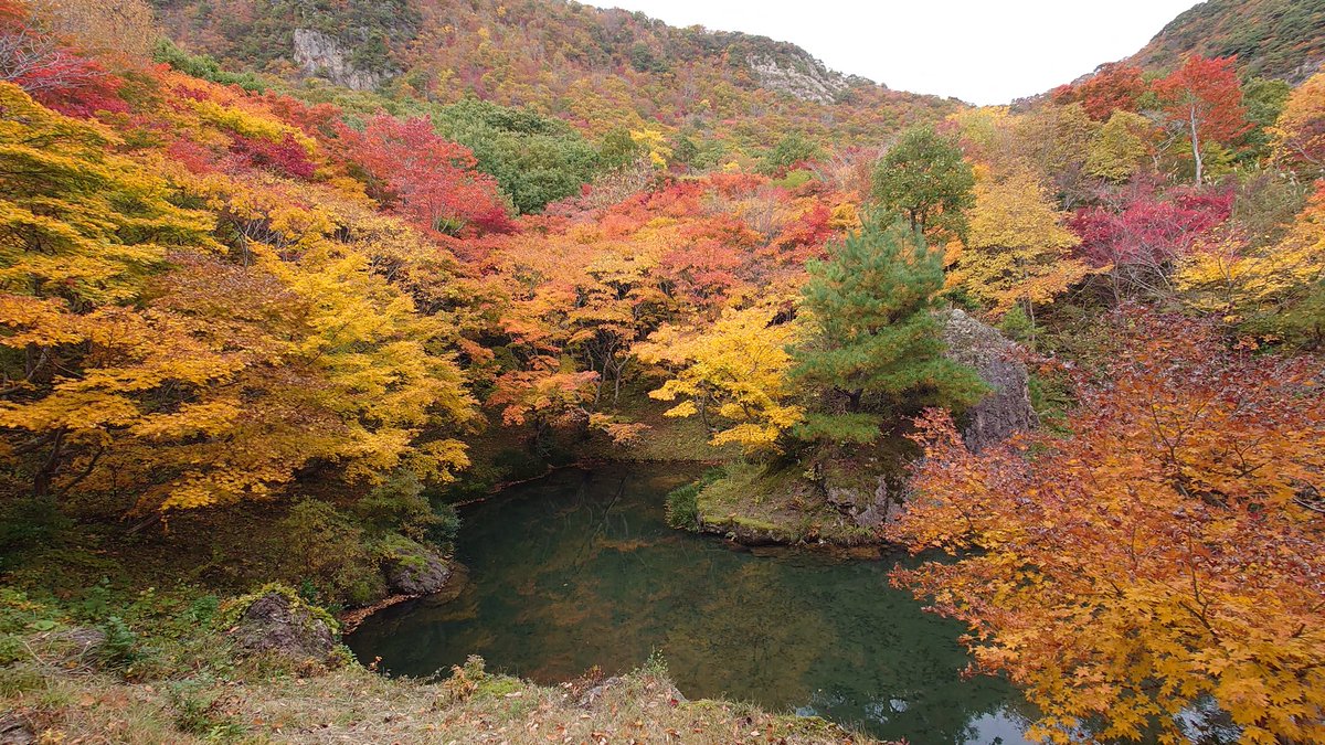 PINO0622's tweet photo. 紅葉🍁綺麗でした。
明日は雨☔ https://t.co/fgGQ1Dm25A