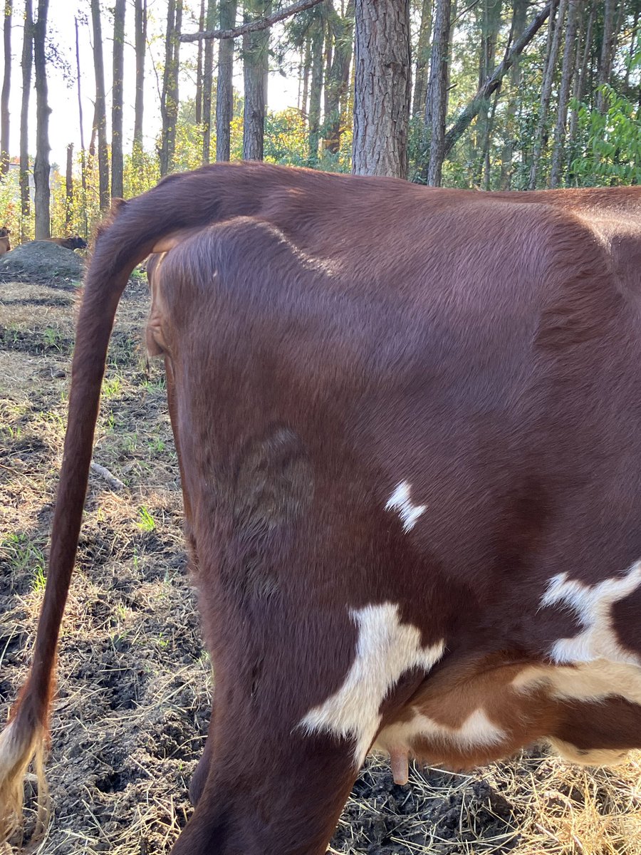 Challenging couple weeks coming up. First time we’ve calved out a heifer and she’s my baby. Three weeks later my fav cow calves out and maybe I can get a heifer. Four prior bulls. Lots of excitement and stress!
