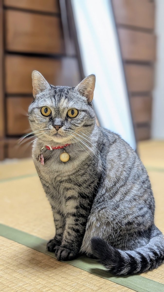 ☻ 様　☆専用 共立電子産業 照光式プッシュスイッチ 丸形 オルタネイト 赤色