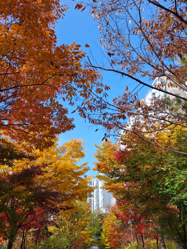 리버를 찍지 못하여 7탄

리버 근처를 가지 못했지만 오늘은 정말 가을이구나 느껴지는 하루여서 가을 사진으로 대신! 
<a href="/RiverdotInc/">River</a> <a href="/River4fun/">River4FUN 🐝</a> 
알록달록 풍성한 단풍사진들처럼
풍성한 #RiverPts 가 들어오길 바라며!

리버단 여러분들 즐거운 주말 보내세요~~~!!