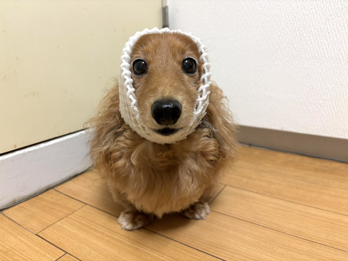 tibi_makiusa's tweet image. 11月8日、以前お母ちゃんが洋梨を買ってきてくれたんだけど、まだ硬くて美味しそうじゃなかったから、常温に置いて追熟させて、今日のおやつに🍐を食べたよ😋
#犬好きさんと繋がりたい