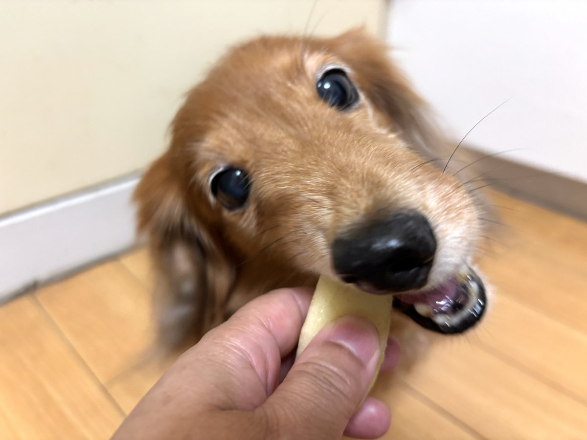 tibi_makiusa's tweet image. 11月8日、以前お母ちゃんが洋梨を買ってきてくれたんだけど、まだ硬くて美味しそうじゃなかったから、常温に置いて追熟させて、今日のおやつに🍐を食べたよ😋
#犬好きさんと繋がりたい