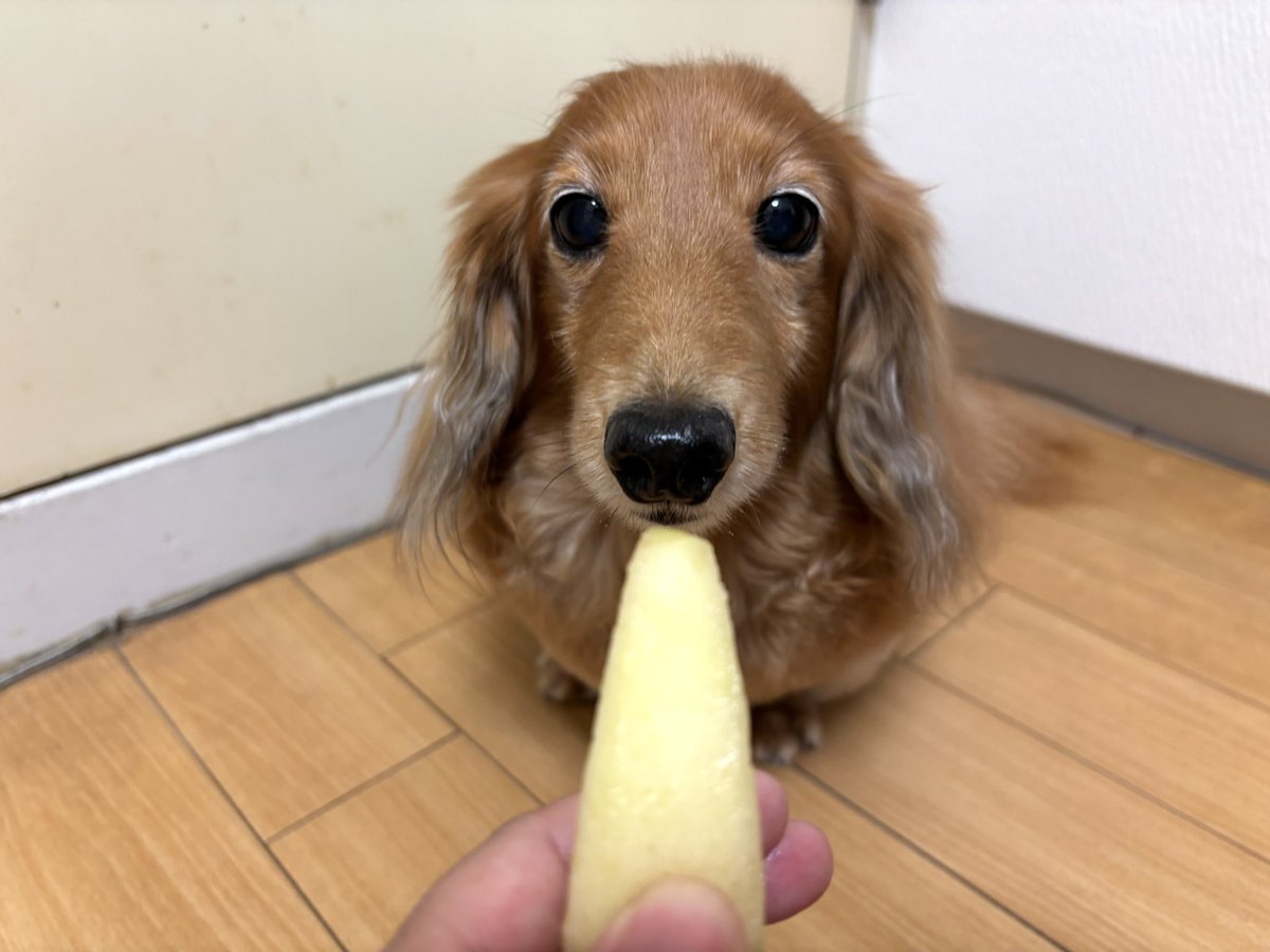 tibi_makiusa's tweet image. 11月8日、以前お母ちゃんが洋梨を買ってきてくれたんだけど、まだ硬くて美味しそうじゃなかったから、常温に置いて追熟させて、今日のおやつに🍐を食べたよ😋
#犬好きさんと繋がりたい