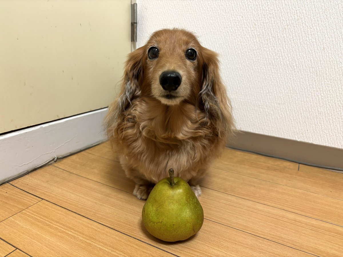 tibi_makiusa's tweet image. 11月8日、以前お母ちゃんが洋梨を買ってきてくれたんだけど、まだ硬くて美味しそうじゃなかったから、常温に置いて追熟させて、今日のおやつに🍐を食べたよ😋
#犬好きさんと繋がりたい