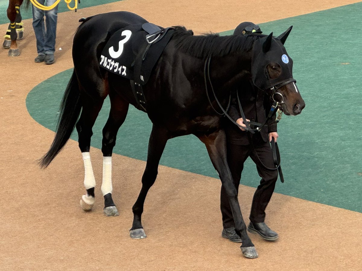 ドゥラメンテゼッケン 期間限定 ゼッケン販売