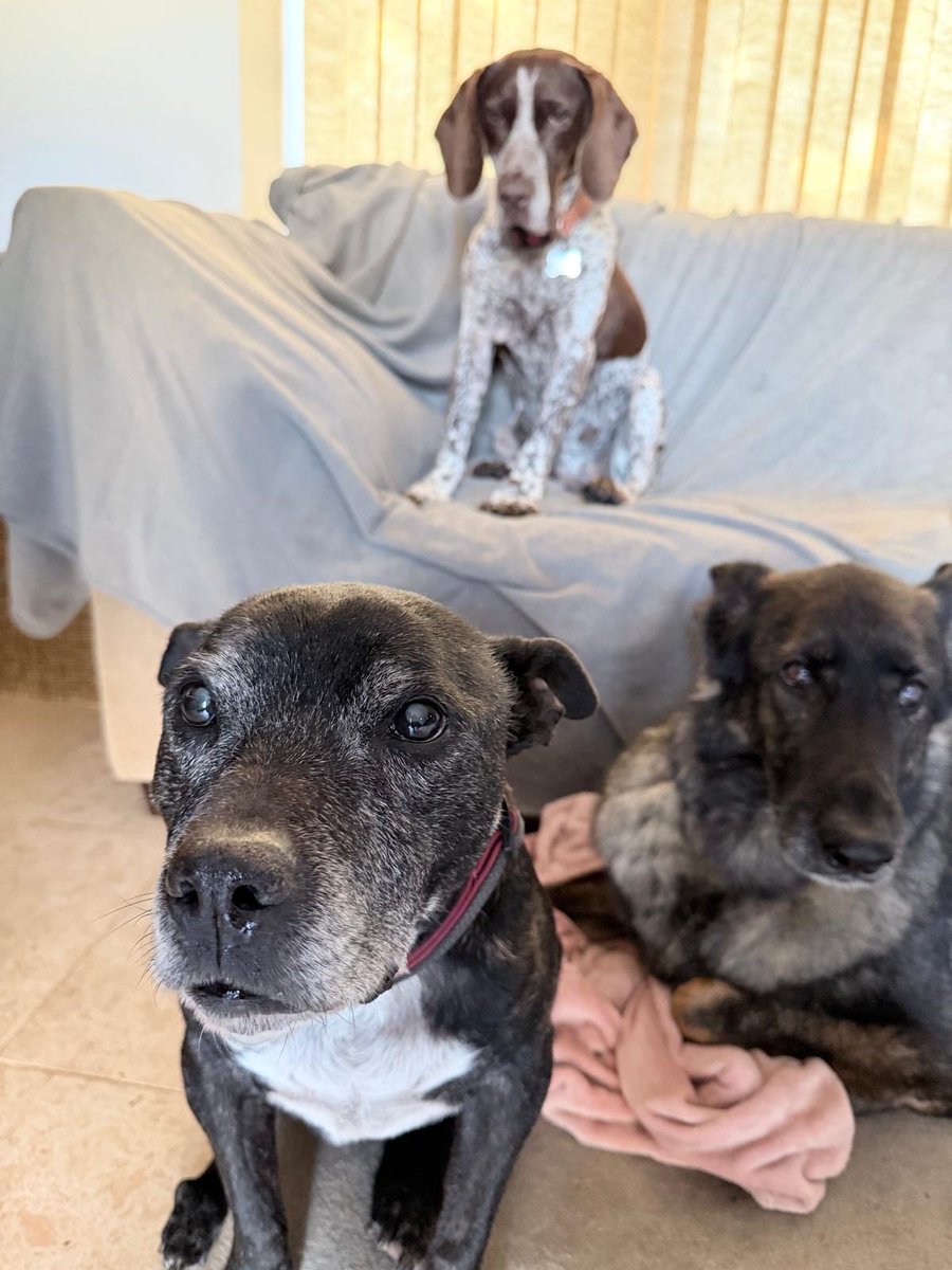 Retired Police Dog Stella the Staffie tweet media