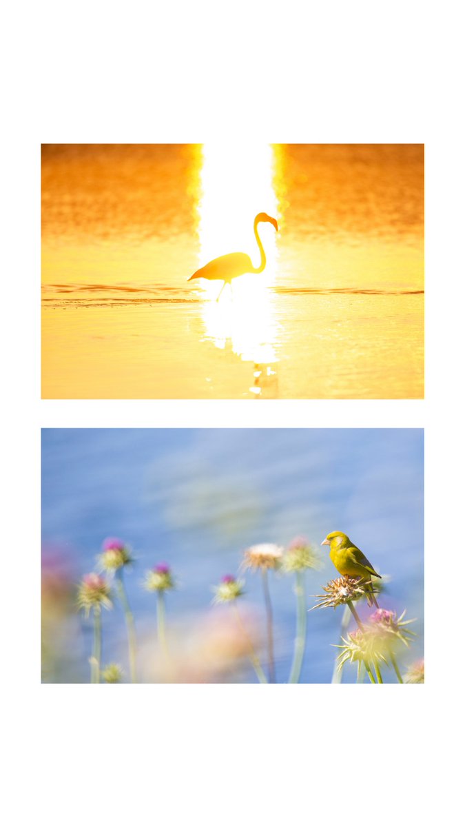 EF Triolas tweet media