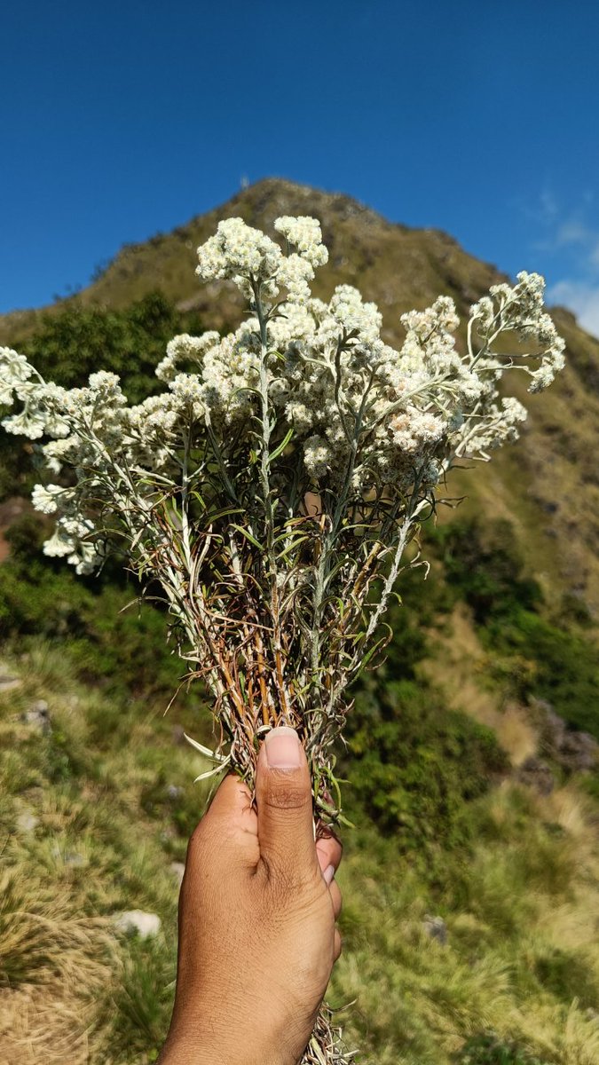 बुकी फूल ❤️