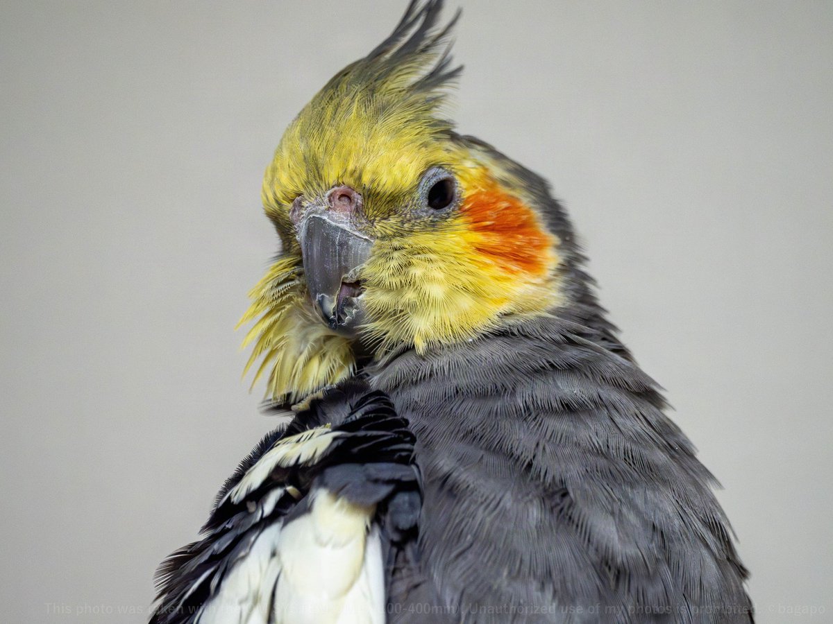 ©︎hapo◡̈*༘様ご決済分です ばがぽーちゃん ㍼🐲♍🅰♂🚬💻🎹📷🐥🌸＜🍡 (@bagapo