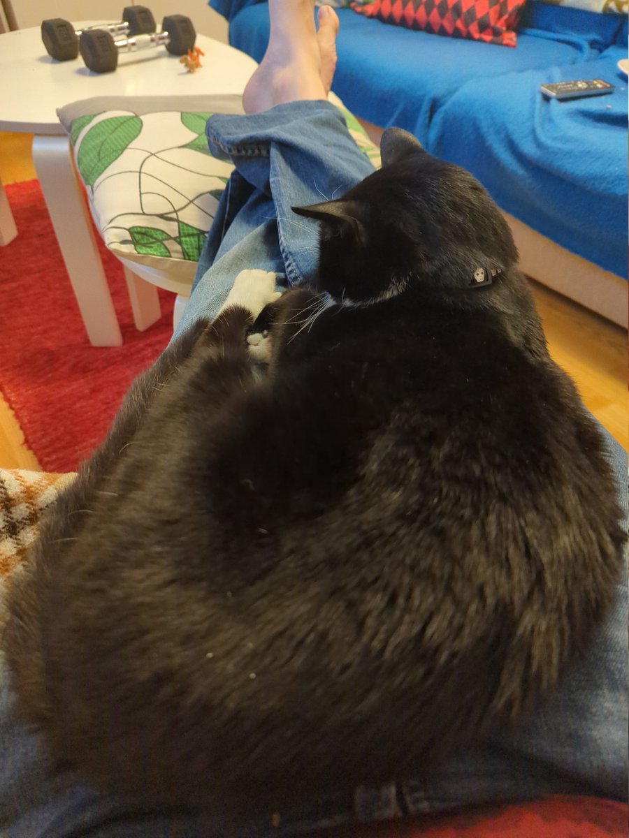 He also likes resting on me now... #Caturday