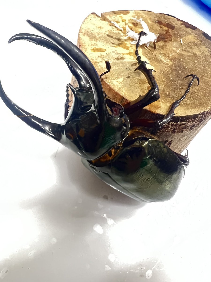 クロコブサイチョウ　♂♀ペア　頭骨 ☆即納☆ 貴重！ シワコブサイチョウ（オス）全身骨格標本 - 頭骨