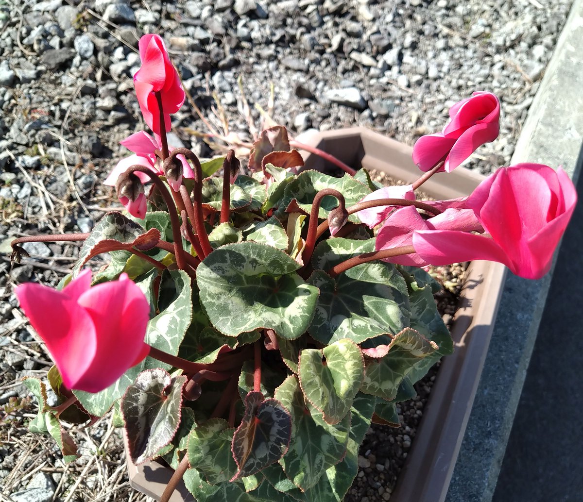 kokoron555's tweet image. 葉っぱの模様が美しい、シクラメンが咲いていました。

キリスト教では聖母マリアの象徴だったようです。

見るたびに心がホッと温まりますね。

#シクラメン