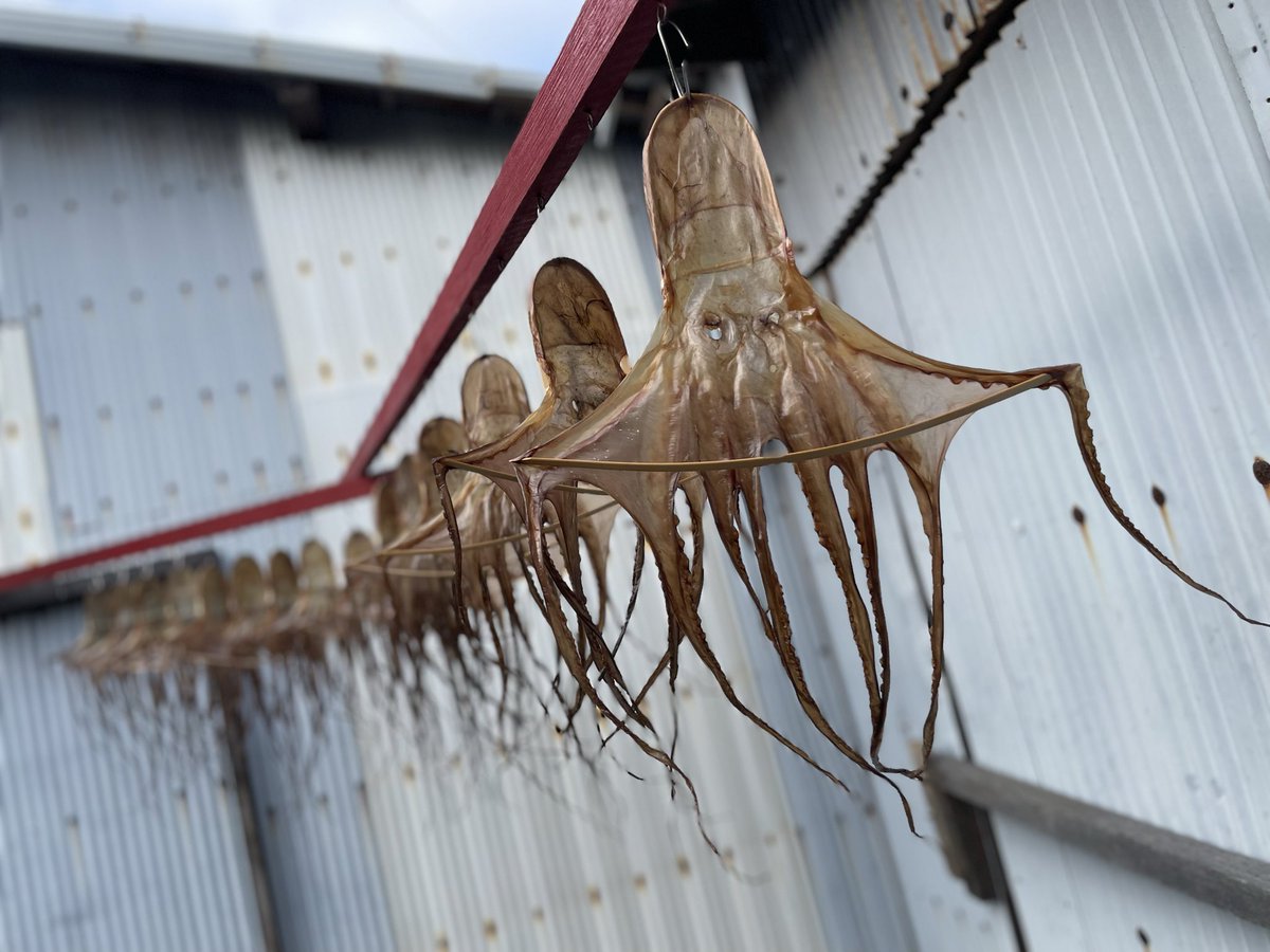 hi_chan2230's tweet image. 日間賀島行ってきました🐙🤗
いい天気でお散歩気持ちよかったぁ☀️

#日間賀島
#生しらす丼
#たこ
#電車旅