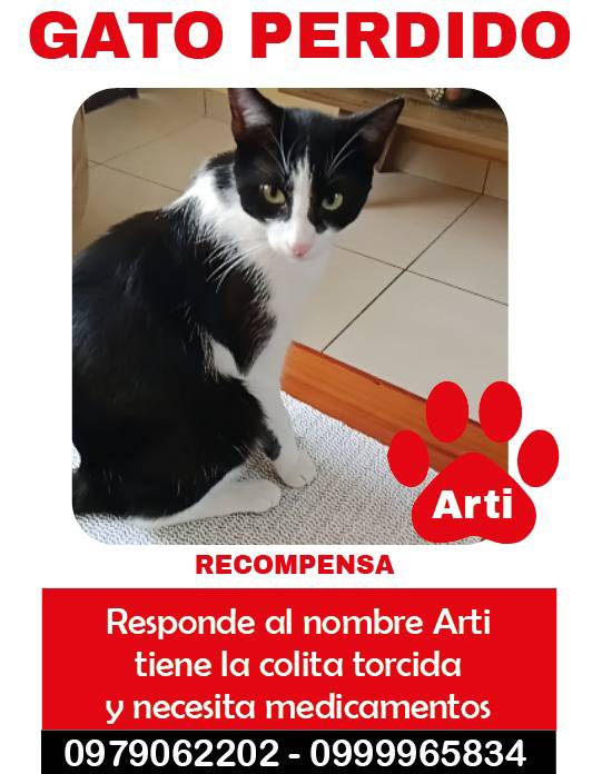 #PERDIDO #QUITO
Nombre: #ARTY
Fecha: 10/10/25
Sector: Carcelén, Francisco del Campo y Francisco Velásquez 
Sexo: Macho
Raza: Mestizo 
Obsv.: Pelaje negro con blanco, cola rota, esterilizado, necesita cuidados médicos
Contacto: 0999965834-0979062202
#AlertaMePerdí
