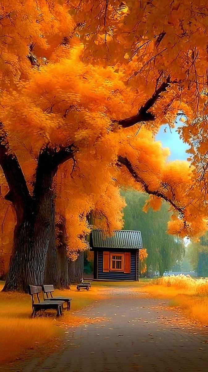Elizabe67436885's tweet image. Happy Saturday. 
Beautiful autumn 🍂 
#SaturdayThoughts 
🩵🧡💚🤎💛🩵🧡💚🤎💛