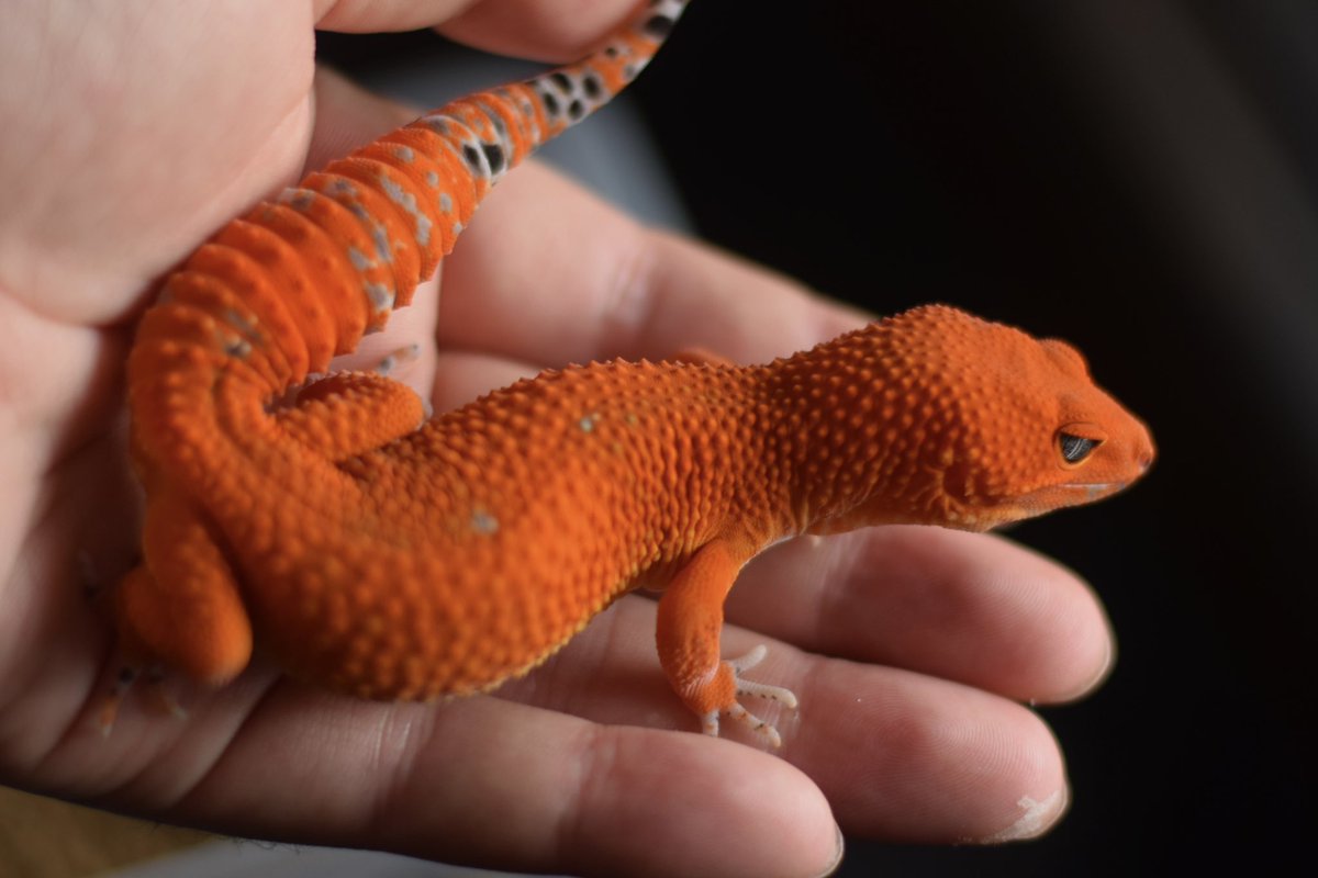 バム(Tales of Reptelia) (@jimeixhi) / Posts / X