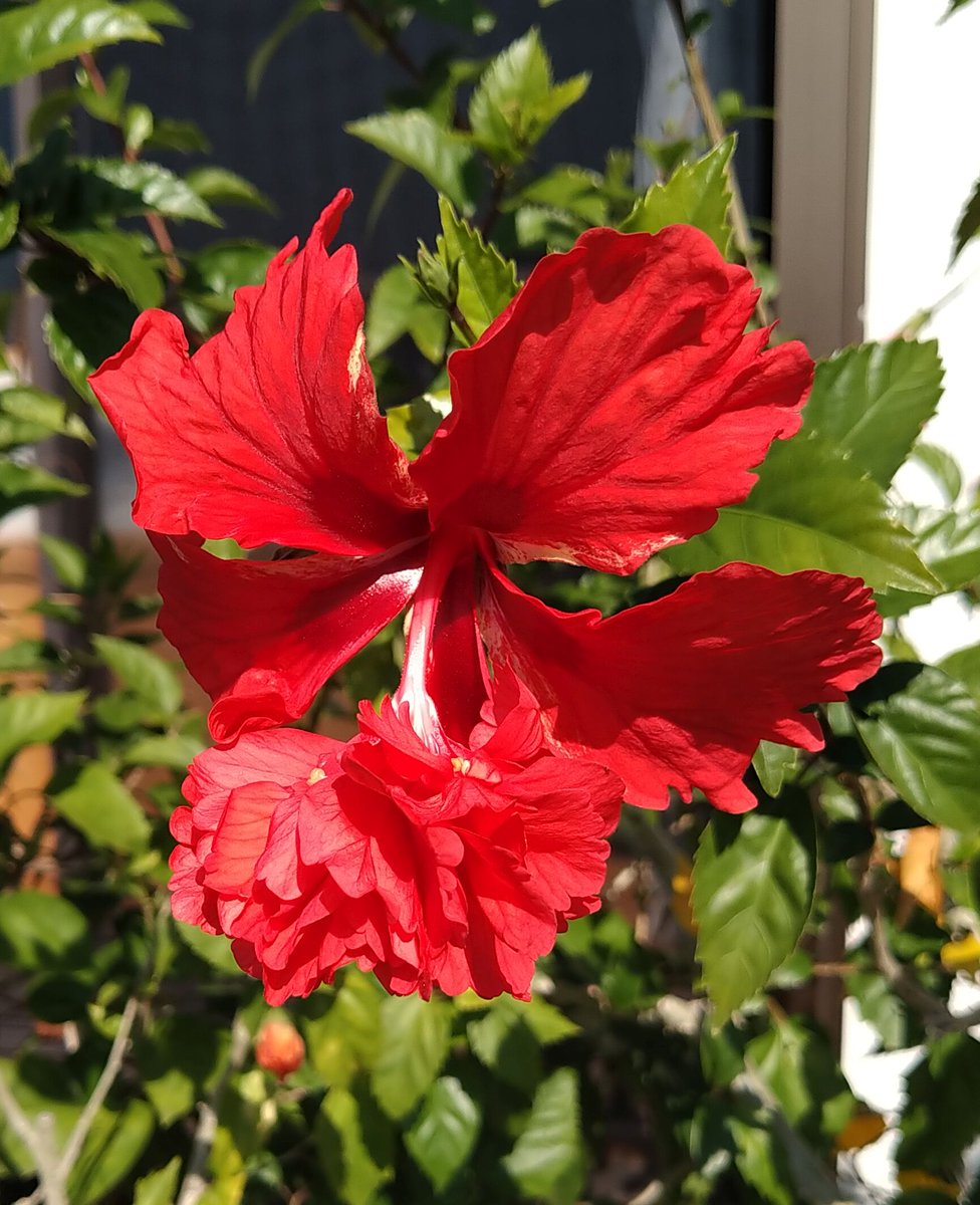 こころんグリーン on X