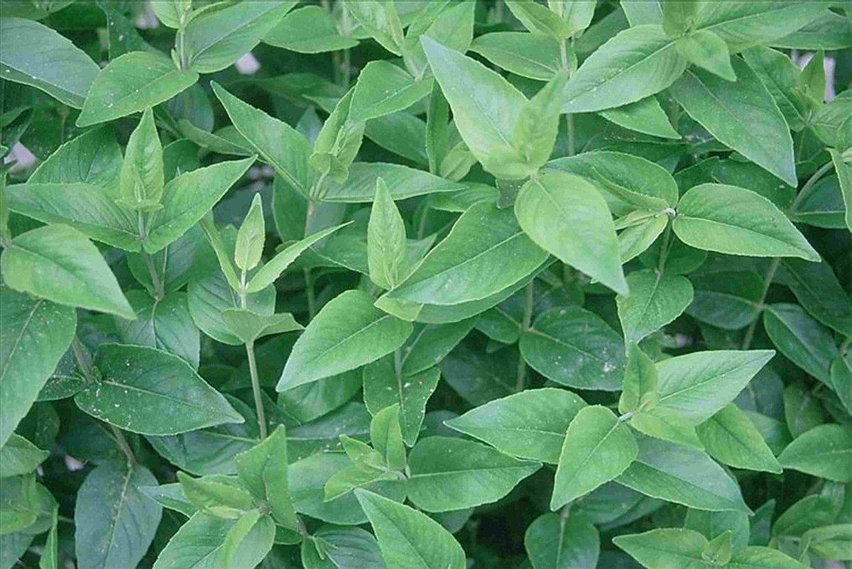 🌿 CALAMINT
A Fragrant Herb of Mountain and Meadow

• Nature’s Aromatic Treasure
Calamint, a charming member of the mint family, carries a delicate aroma that blends the freshness of mint with subtle herbal notes. Often found flourishing in rocky hillside kookssecrets.com/2025/11/08/c-c…