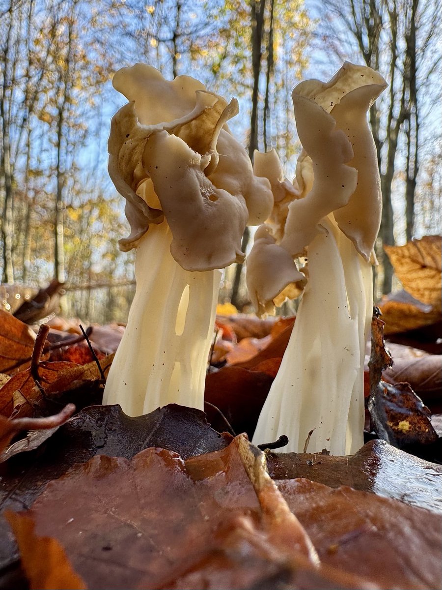White Saddle - Helvella crispa in the Cherry Wood, Bourton Downs this morning. #fungi #FungiFriday