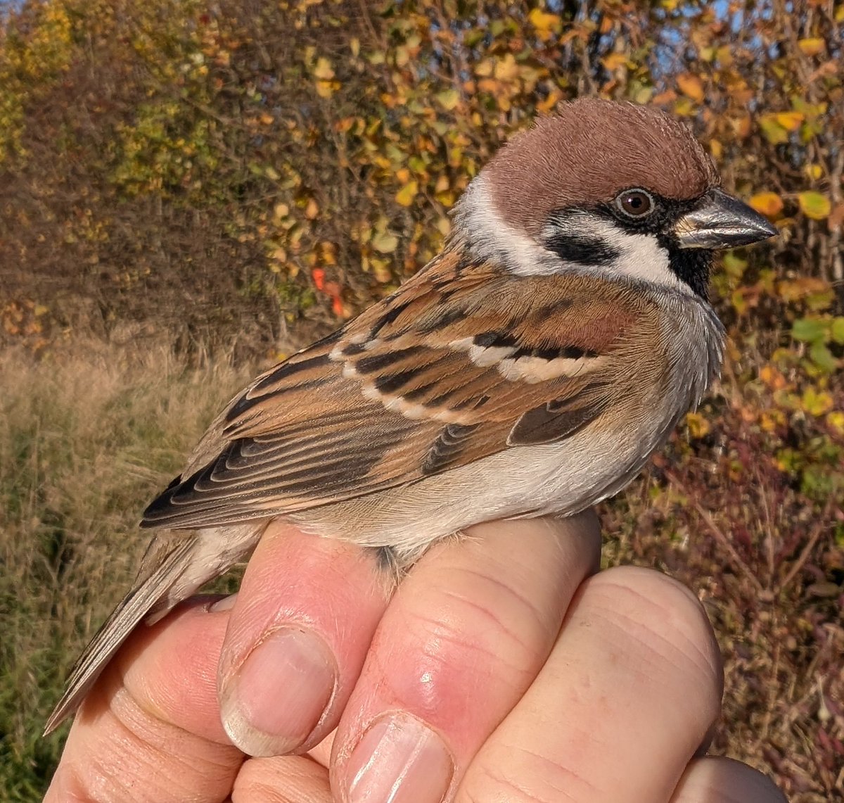 There were c100 Tree Sparrows at today's site. We took biometrics from the 24 that we caught and released today. This is helping a PhD project. The more we learn, the more chance we have of saving them🙏.