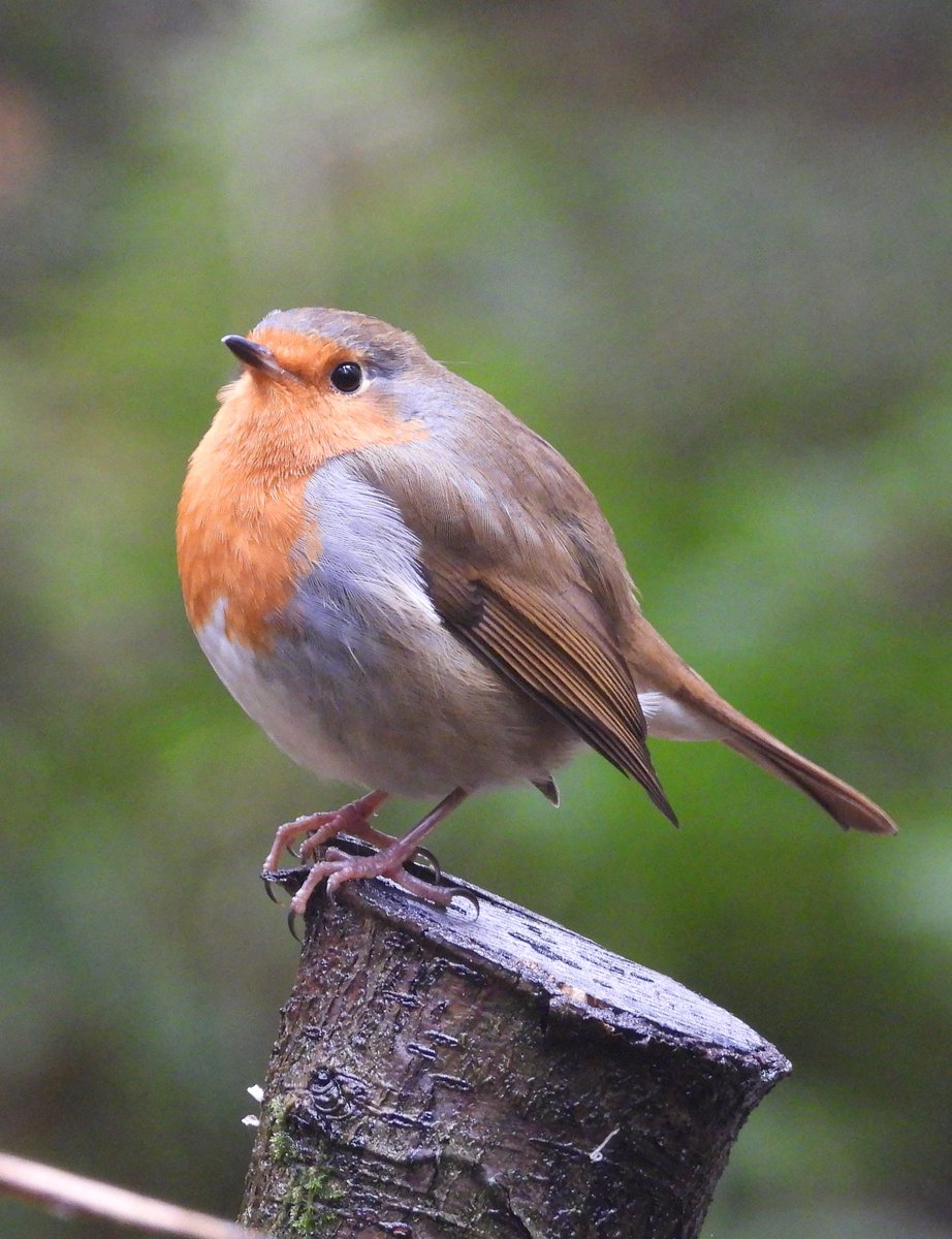 Some pics of the rotund robin from the forest