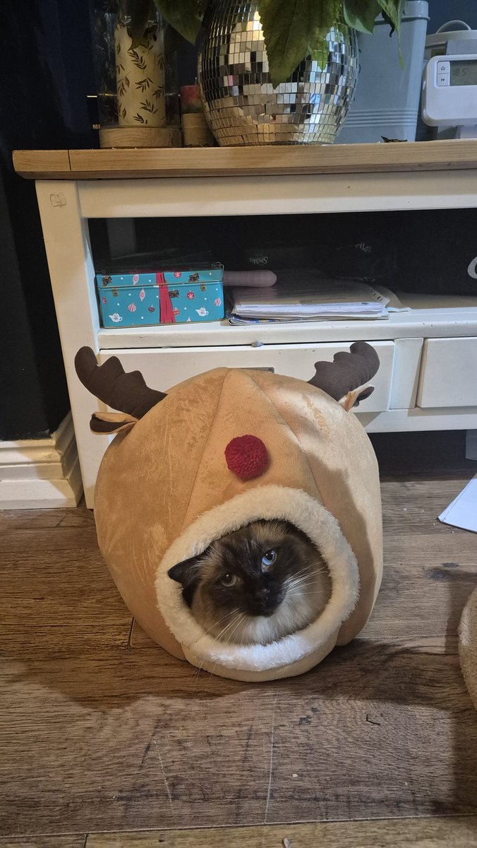 Boudicca getting ready for christmas <a href="/SusanCalman/">Susan Calman</a>