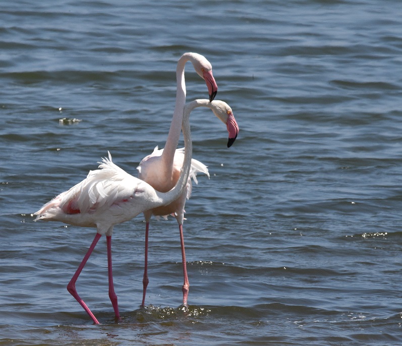 birdtripper's tweet photo. Greater Flamingos on the coast of Namibia. https://t.co/DENd3s0iGl