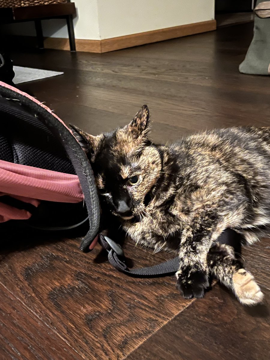 chewiedatortie's tweet photo. i love #backpacktime da strapz STINK! this shite smellz soooooo gud. i love to snif everyting but specially back pack https://t.co/KrIhCnjgSU