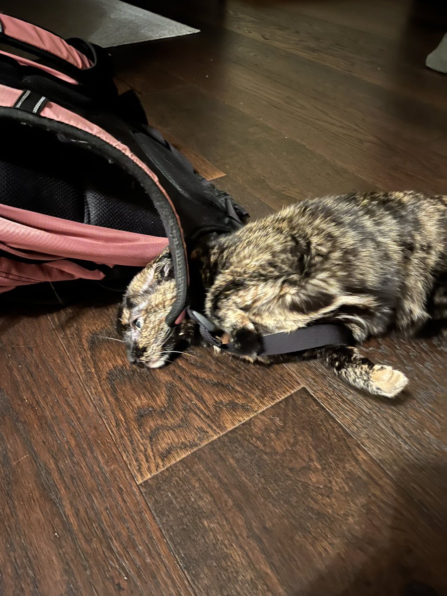 chewiedatortie's tweet photo. i love #backpacktime da strapz STINK! this shite smellz soooooo gud. i love to snif everyting but specially back pack https://t.co/KrIhCnjgSU