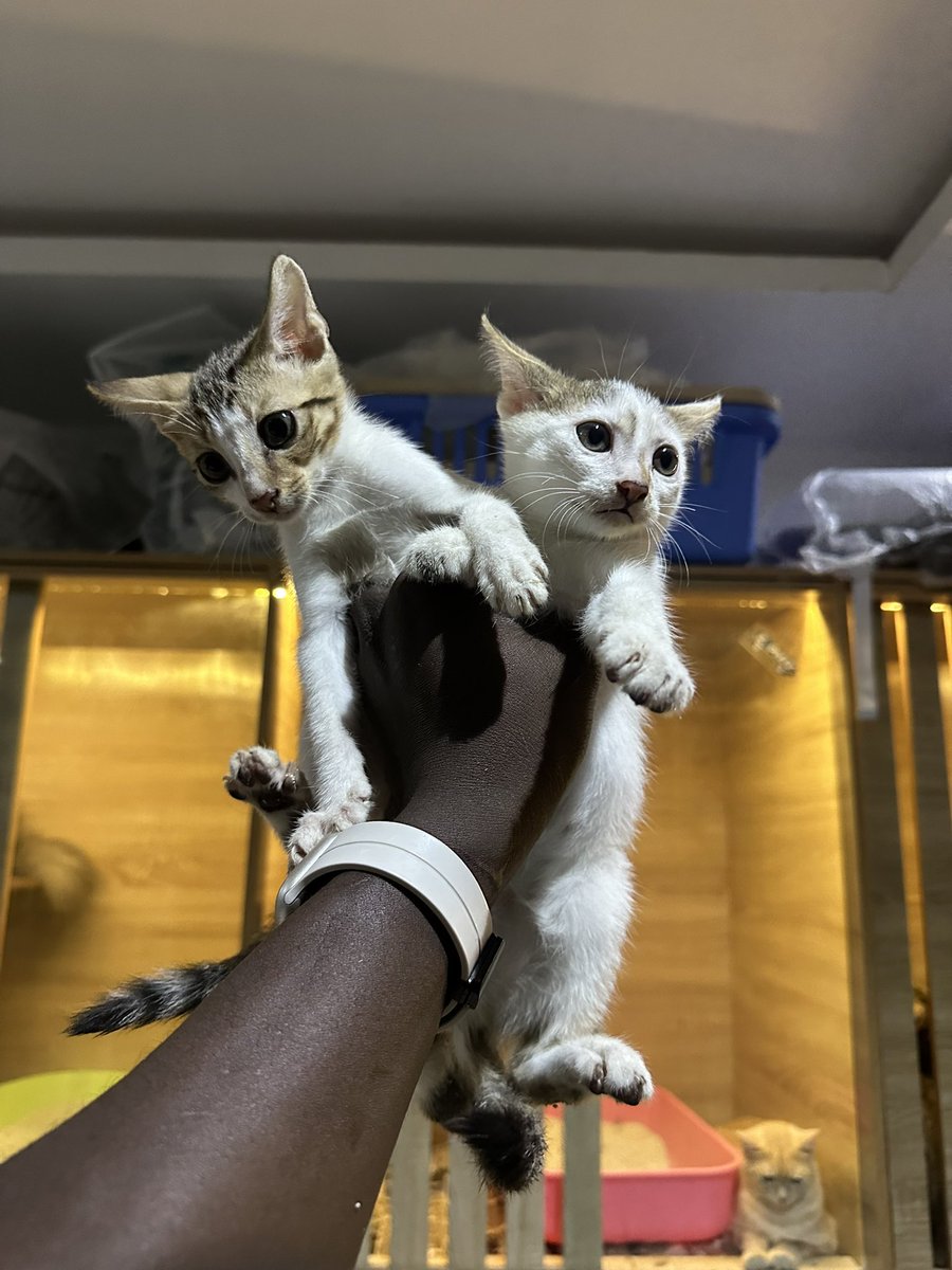 Yemorade Pet Store | Ibadan Pet Shop tweet media