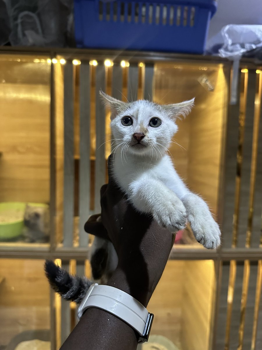 Yemorade Pet Store | Ibadan Pet Shop tweet media