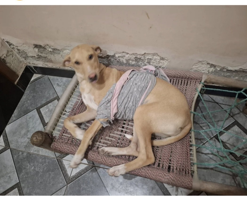 letssavewelfare's tweet photo. We did it ...π
We successfully raised the required funds for our foster buddies and the street animals. Huge thanks and love to everyone for your incredible support! π
Tomorrow, we get the food bags, and it's going to be a very happy day for all the paws πΎ
#Safenovember https://t.co/iogk1DcNuS