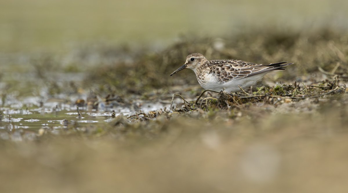 Some photos of last month’s Baird’s Sandpiper at Rutland Water, taken while I was slowly sinking into the mud, wouldn’t recommend