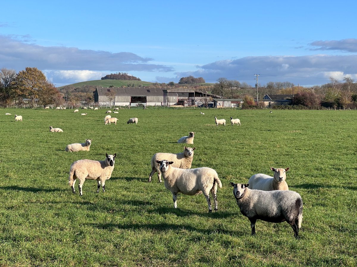 JJWillow's tweet photo. #didcot #longwittenham #willingtondownfarm #westfieldfarm #autumn #oxfordshire https://t.co/bTzaYhtsXY