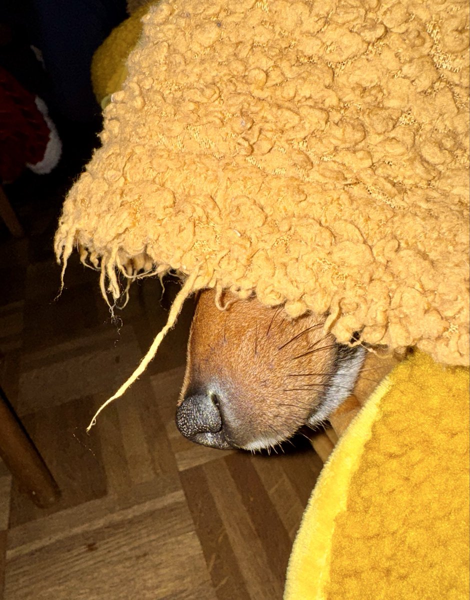 Geen talent voor verstoppen
#Teun