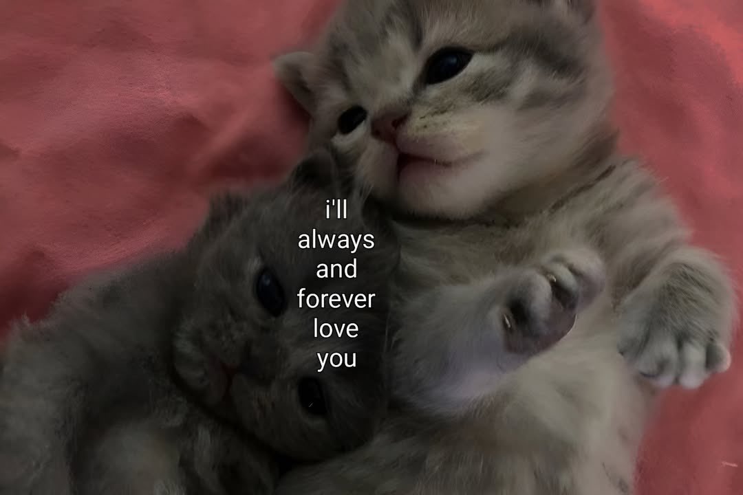 catsdotjpg's tweet photo. https://t.co/dRMc3xekiU