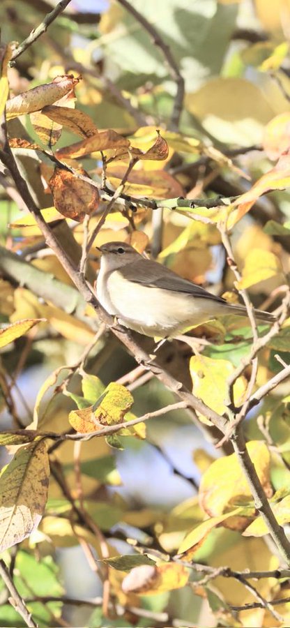 First image shows a small bird with grayish-brown upperparts, white underparts, and a pale eyebrow stripe perched on a branch amid yellow and green autumn leaves. Second image depicts two small sparrow-like birds with streaked brown plumage and pale underparts standing on sandy ground with sparse green grass. Third image captures a camera viewfinder screen displaying a small bird with yellowish underparts and striped head on a branch surrounded by blurred foliage. Fourth image shows a tablet or device screen reflecting a small greenish bird with a striped head perched on branches with yellow leaves in the background.