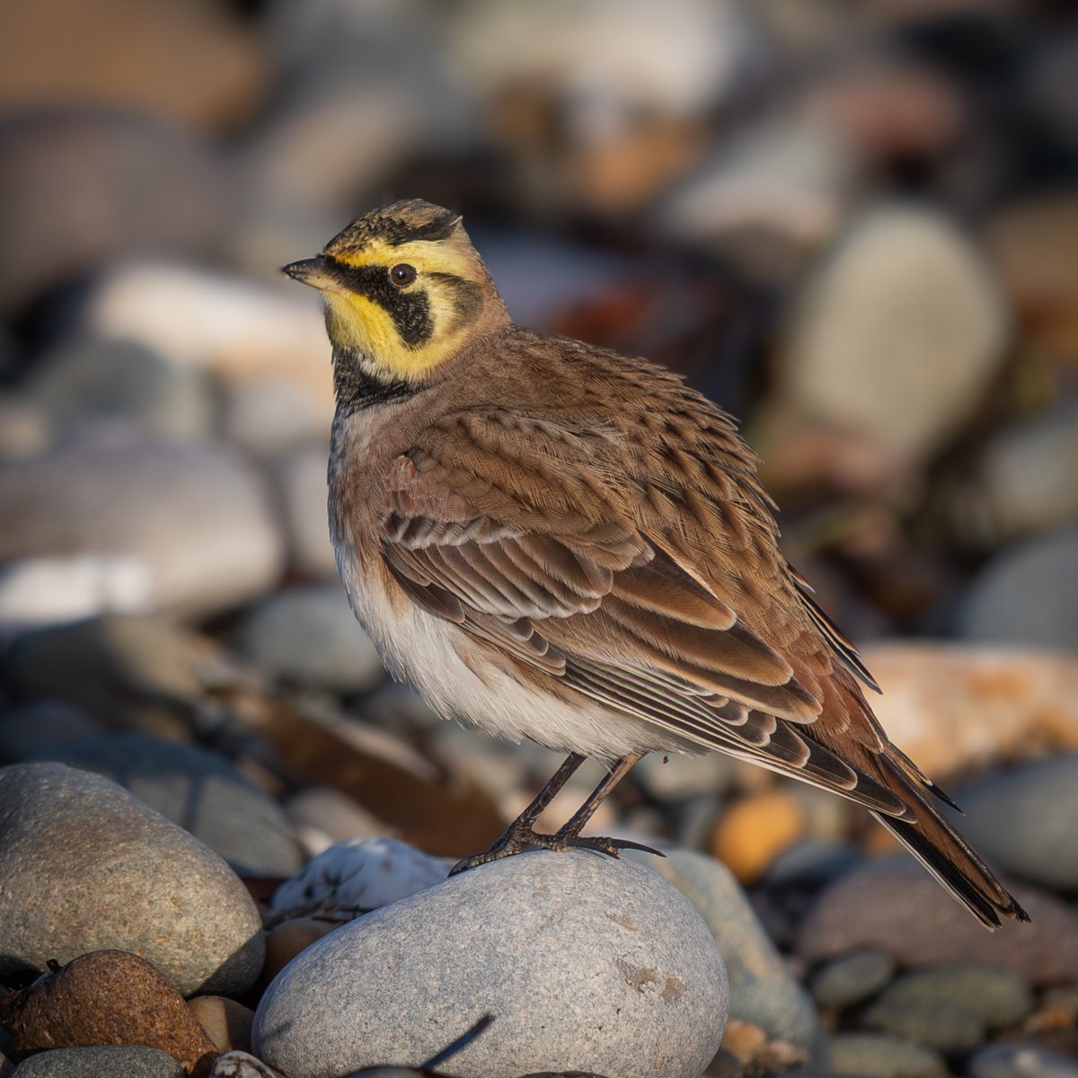 manxmannin's tweet image. 6 days on and we still have a Shore Lark! Point of Ayre today #rarity  #isleofman #NatureBeauty 🇮🇲