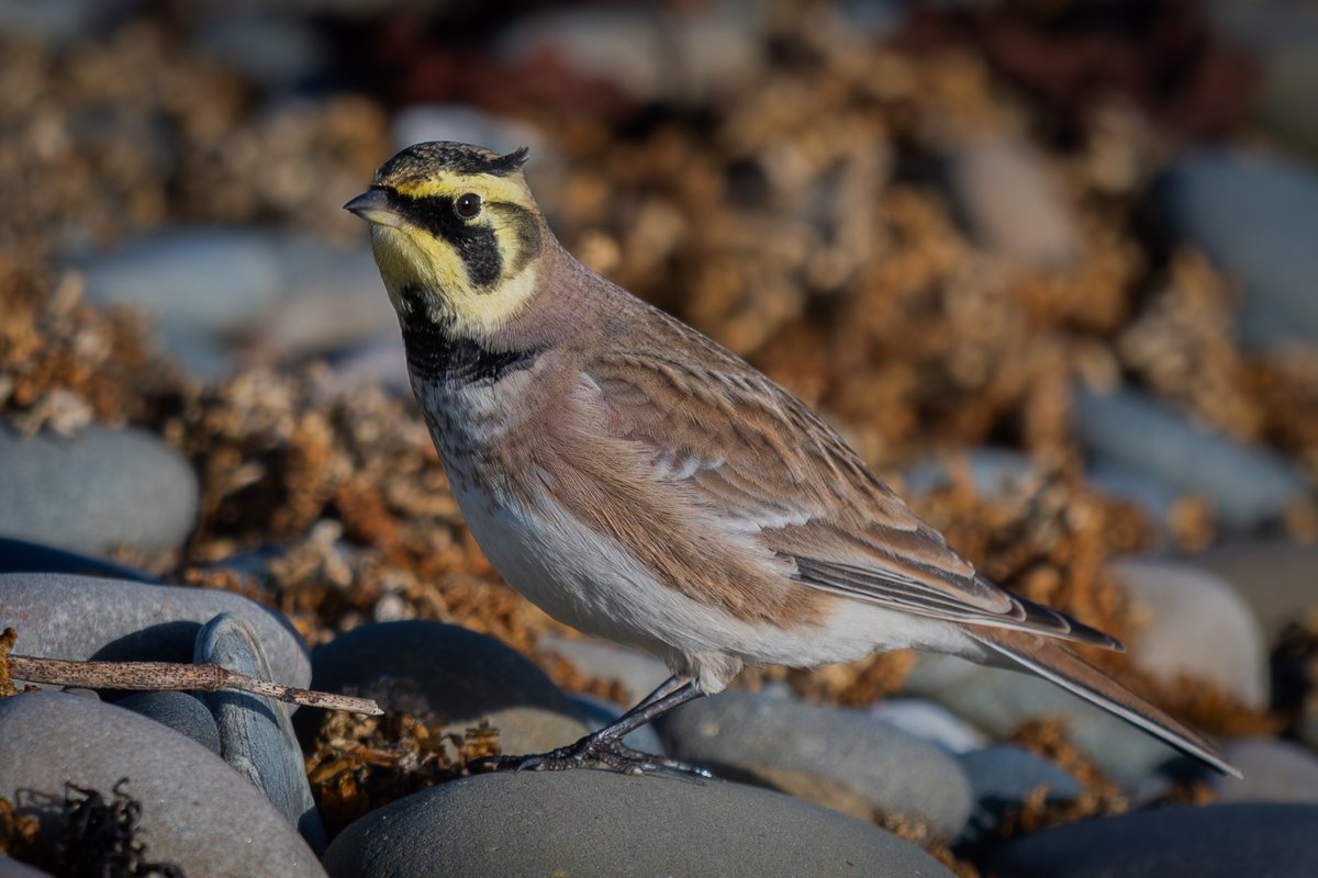 manxmannin's tweet image. 6 days on and we still have a Shore Lark! Point of Ayre today #rarity  #isleofman #NatureBeauty 🇮🇲