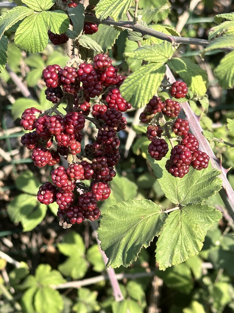 Borç ötelenerek ödenemeyeceği gibi, sıkıntılar da; paylaşmadan veya sorunun çözümü için ciddi adımlar atılmadan, biriktirilerek çözülmez.
Unutmamalıdır ki borcun birikmesi iflasa, sıkıntılarının birikmesi ruhen çöküntüye neden olur.