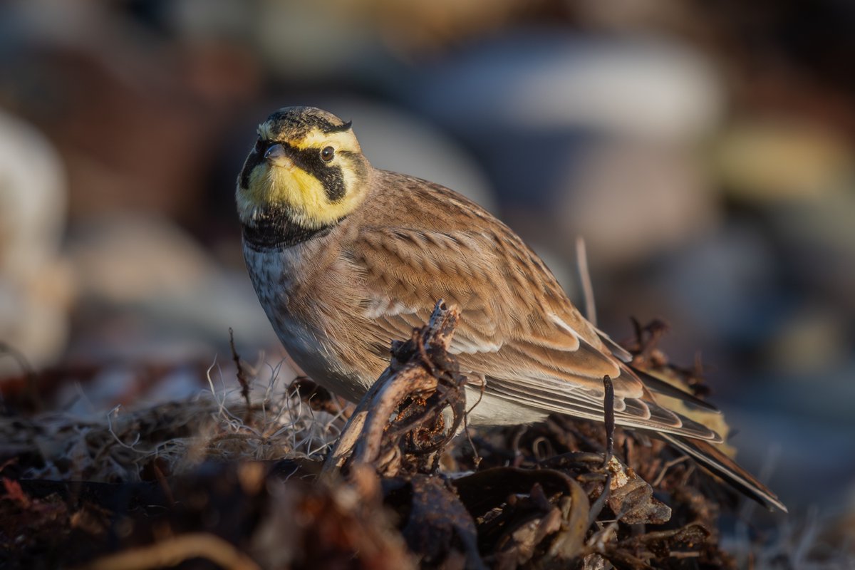 manxmannin's tweet image. 6 days on and we still have a Shore Lark! Point of Ayre today #rarity  #isleofman #NatureBeauty 🇮🇲