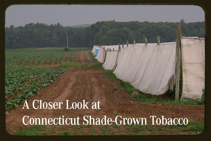 Smoking_Pipes's tweet image. A Closer Look at Connecticut Shade-Grown Tobacco.
Read More: smokingpip.es/4qP9DCh

#SmokingPipes #SpcDailyReader #PipeSmokingCommunity #PipeSmokers #PipeTobacco #PipeCommunity #TobaccoFarm