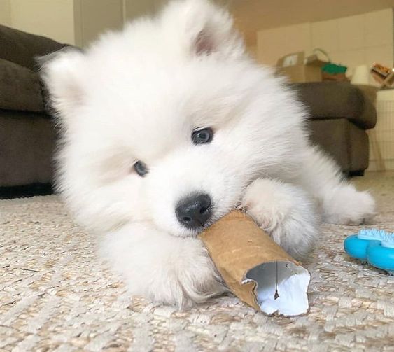 Cuties Puppies tweet media