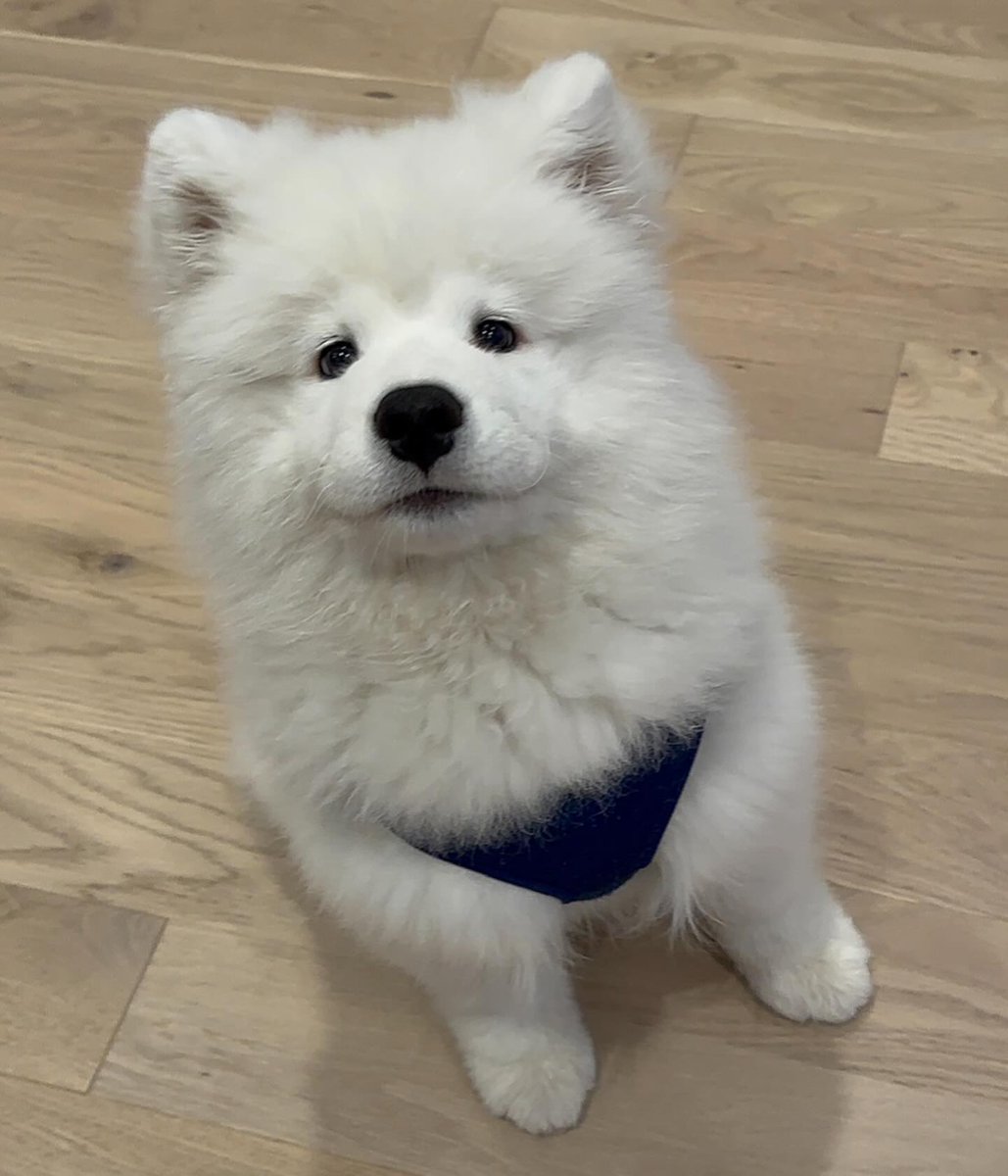 Cuties Puppies tweet media