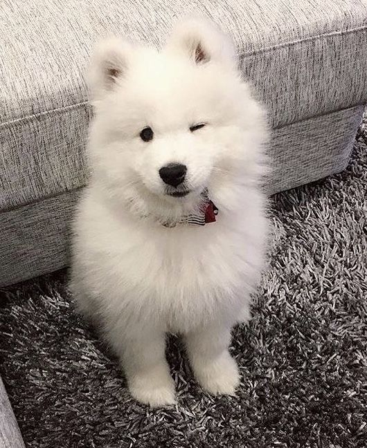 cutiespuppies's tweet image. 