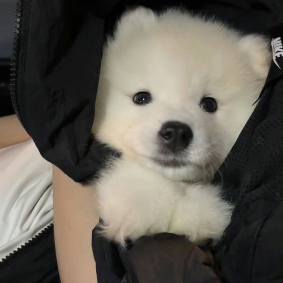 Cuties Puppies (@cutiespuppies) on Twitter photo 