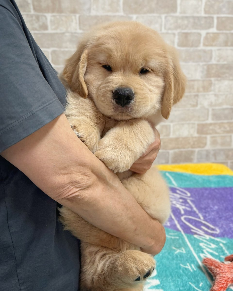 cutiespuppies's tweet photo. https://t.co/lnmWh83NvS