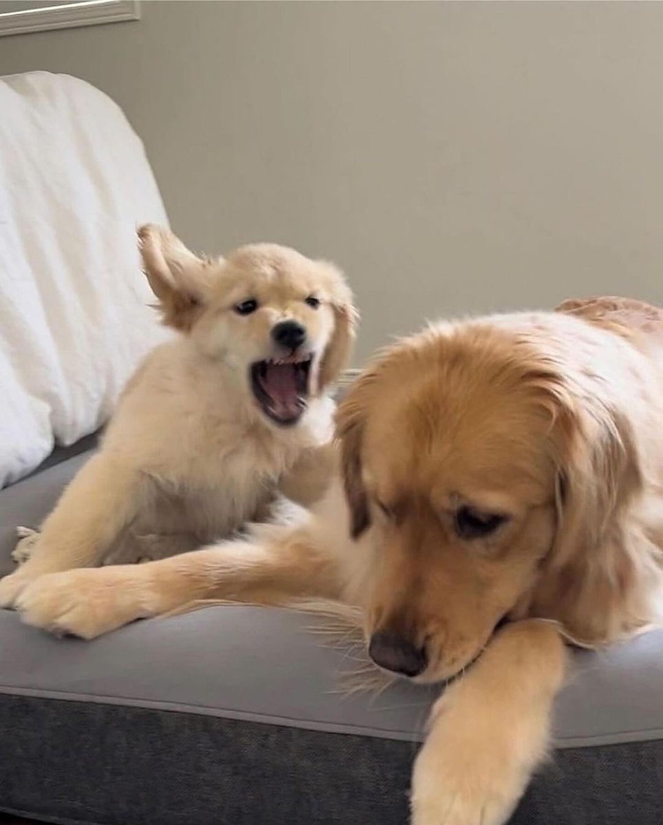 Cuties Puppies tweet media