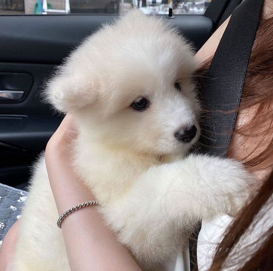 Cuties Puppies tweet media